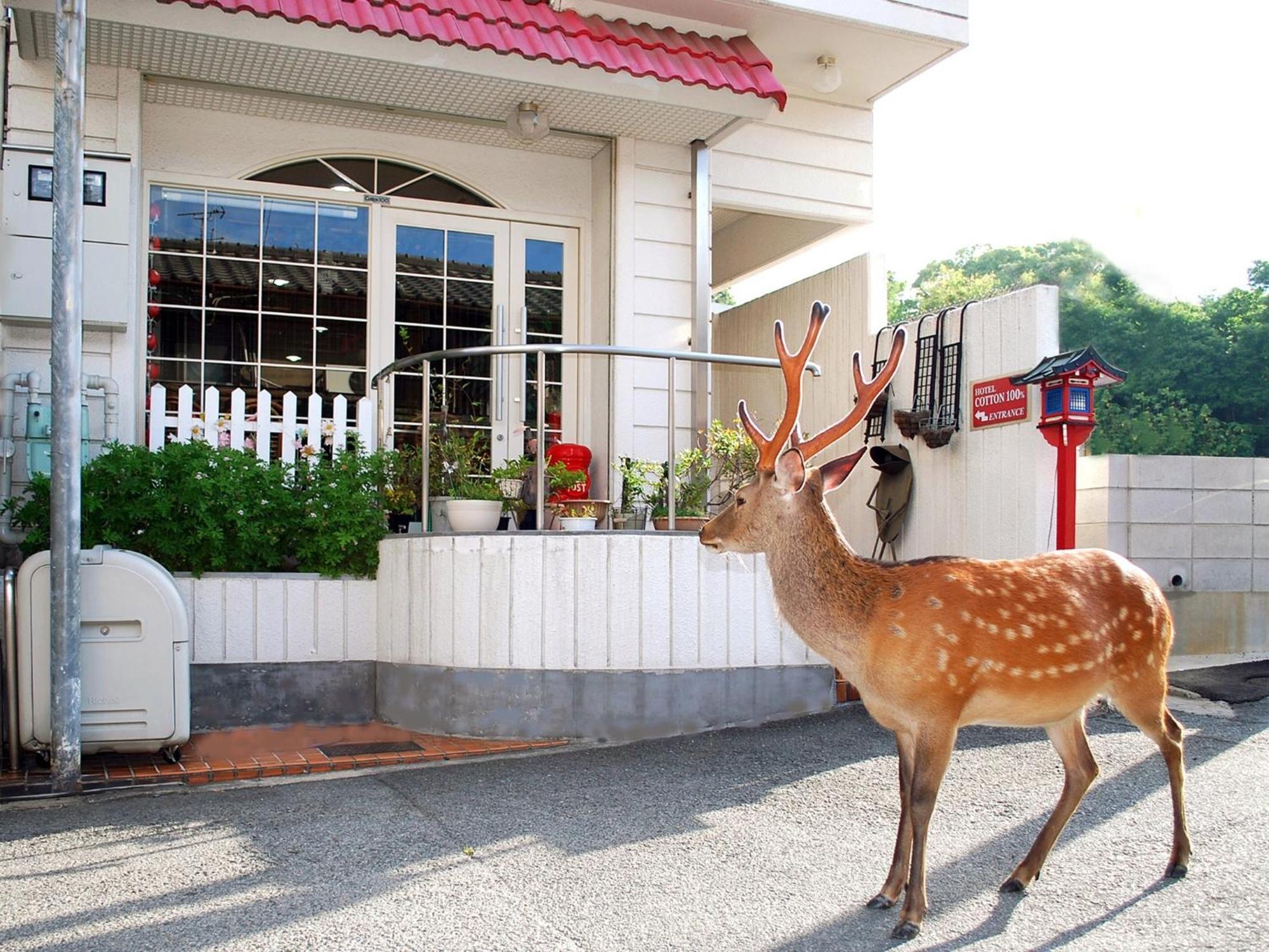 Nara - Hotel / Vacation Stay 47950 Экстерьер фото
